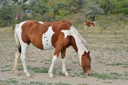 Horse grazing in the valley of ghosts in the vicinity of Alushta. Crimeaの写真素材