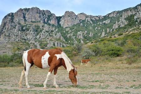 Horse grazing in the valley of ghosts in the vicinity of Alushta. Crimeaの写真素材