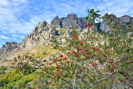 Wild rose bushes in the background of the rocky mountains in the valley of ghosts. Crimeaの写真素材