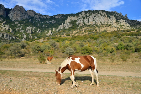 A horse with a foal grazing in the valley of ghosts in the vicinity of Alushta. Crimeaの写真素材
