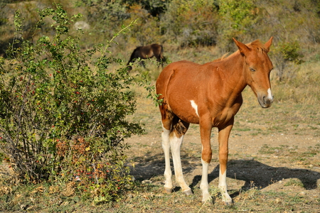 The foal basks in the sun in the valley of ghosts in the vicinity of Alushta. Crimeaの写真素材