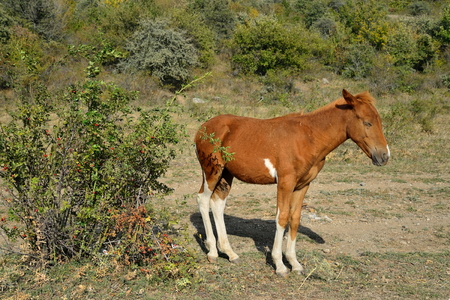 The foal basks in the sun in the valley of ghosts in the vicinity of Alushta. Crimeaの写真素材