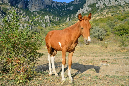 The foal basks in the sun in the valley of ghosts in the vicinity of Alushta. Crimeaの写真素材