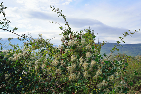 Hairy shrub with white flowers in the mountains. Crimeaの写真素材