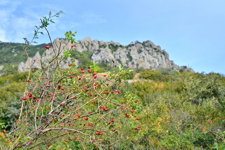 The wild rose Bush against the mountain in the valley of ghosts. Crimeaの写真素材