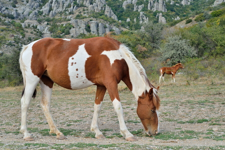 Horse grazing in the valley of ghosts in the vicinity of Alushta. Crimeaの写真素材