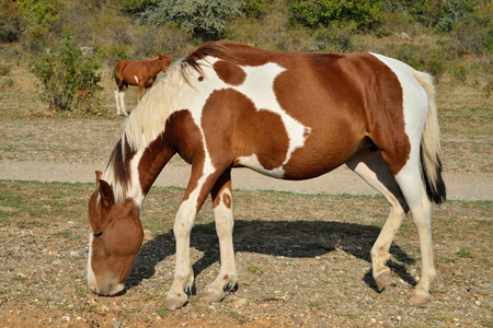 A horse with a foal grazing in the valley of ghosts in the vicinity of Alushta. Crimeaの写真素材
