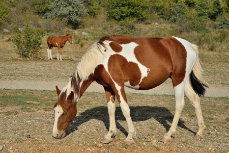 A horse with a foal grazing in the valley of ghosts in the vicinity of Alushta. Crimeaの写真素材