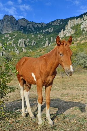 The foal basks in the sun in the valley of ghosts in the vicinity of Alushta. Crimeaの写真素材