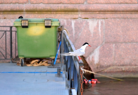 The bird on the railing of the pier at sunsetの写真素材