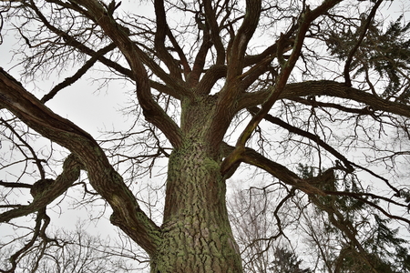 Big mossy tree branches without leaves in winterの写真素材