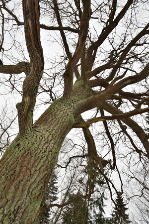 Big mossy tree branches without leaves in winterの写真素材