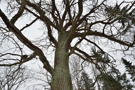 Big mossy tree branches without leaves in winterの写真素材