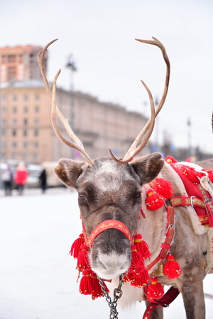 Portrait elegant reindeer on Shrove Tuesdayの写真素材