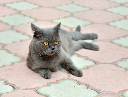 British cat lying on the sidewalk pavementの写真素材