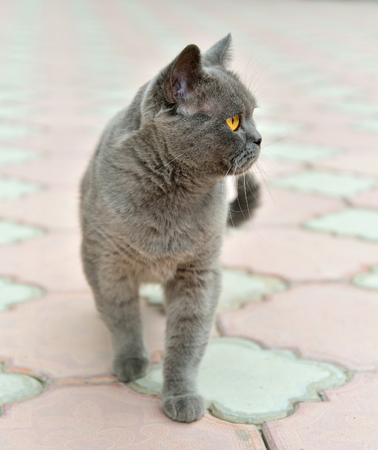 British cat is on sidewalk pavement. Sudakの写真素材