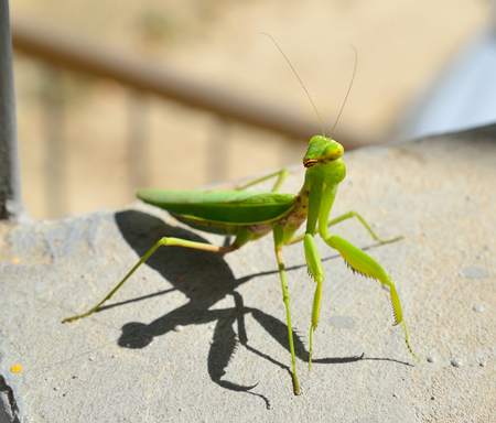 Insect mantis on stone stairs. Sudak. Crimeaの写真素材
