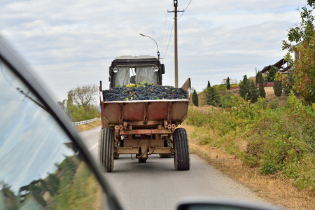 A tractor trailer driven black grapes from the field. Crimeaの写真素材
