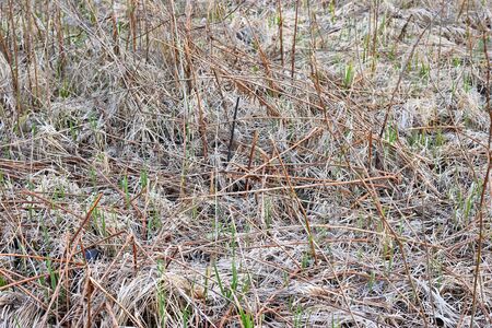 Background. Dry grass with reeds.の写真素材