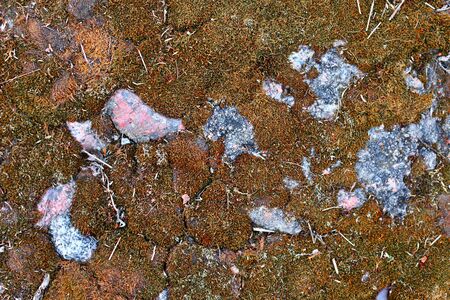 Background. Bright green moss with a red tint on an old granite slab.の写真素材