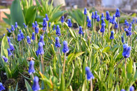 Background. Muscari Flowers on a bed in spring illuminated by the bright sun at sunset, sunset, sun, Sunny, evening, evening,flower, blue, early, spring, spring.の写真素材