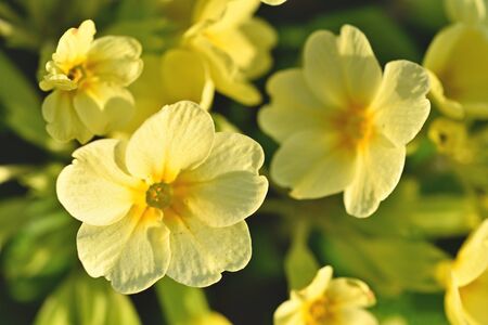 Background. Yellow flowers illuminated by the sun.の写真素材