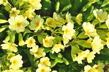 Background. Bush of yellow flowers lit by the sun.の写真素材