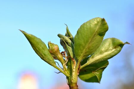 The young leaves and buds of the pear against the blue sky.の写真素材