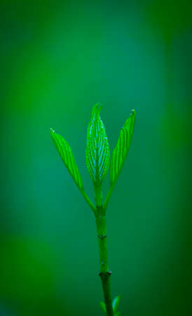Young Sprouts of Forest Plants. Spring State of Nature. Minimalistic Natural Background.の写真素材