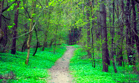 Forest Trail. The Path through the Spring Forest. Natural Background.の写真素材