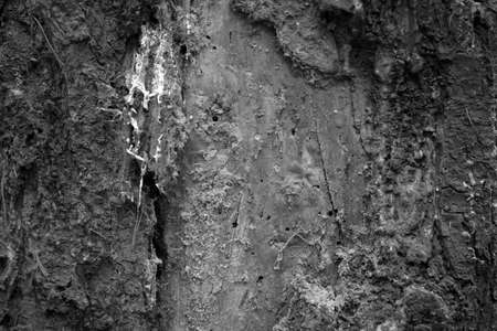 Black and white Background from the Old Wood. Old Dried Wood.