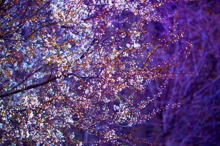 Blooming Ð¡herry. White and Pink Flowers on the Branches of the Cherry Tree. Spring or Summer...
