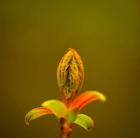 Young Sprouts of Forest Plants. Spring State of Nature. Minimalistic Natural Background.