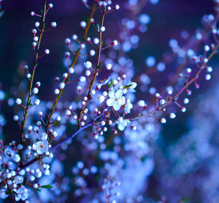 Blooming Ð¡herry. White and Pink Flowers on the Branches of the Cherry Tree. Spring or Summer Natural Background.の写真素材