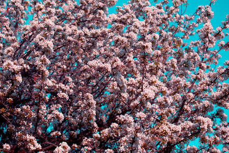 Blooming Apple Tree. White and Pink Flowers on Branches in Springtime. Spring or Summer Natural...