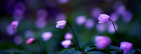 Snowdrops in the Forest. Spring Background with Blooming Flowers.の写真素材