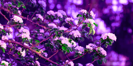Blooming Apple Tree. White and Pink Flowers on Branches in Springtime. Spring or Summer Natural...