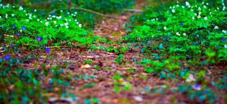 Forest Trail. The Path through the Spring Forest. Natural Background.