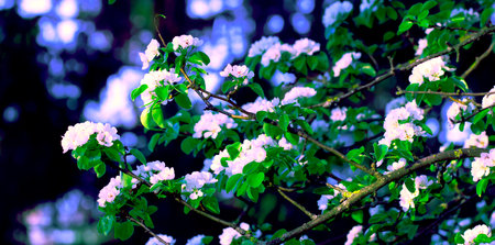 Blooming Apple Tree. Flowers on Tree Branches. Spring or Summer Natural Background.