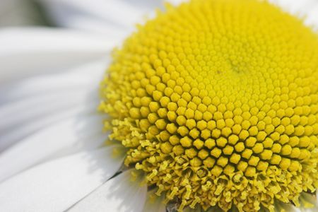 Flower close up with yellow の写真素材