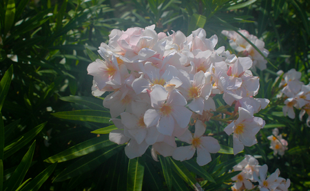 Brightly sun lit white flower with a green backdropの写真素材