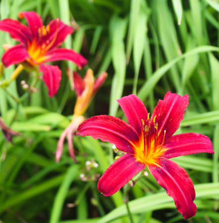 Vibrant purple and magenta lilies on a green leaf backdropの写真素材
