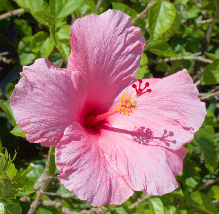 Pink Hibiscus in Bright Sunの写真素材