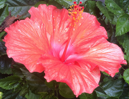 Variegated Salmon Hibiscusの写真素材