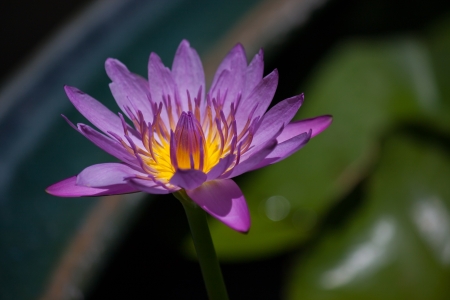 pink bloom lotus flowerの写真素材