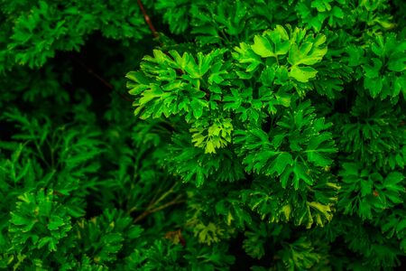 Wallpaper Green By Pooh #4のeditorial素材