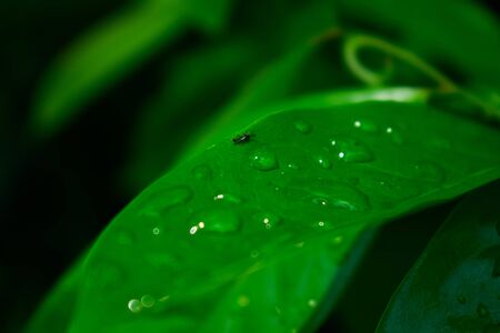 Wallpaper Green By Pooh #2のeditorial素材