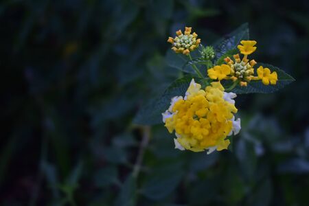 Wallpaper Green By Pooh #1のeditorial素材