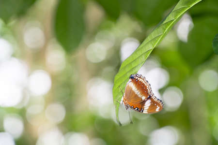 Close-up shot of a brown butterfly perched on a green leaf