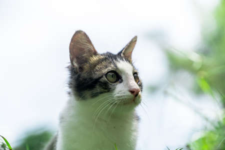 Close-up shot of cute cat in black and white from the frontの写真素材